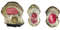 1778125073785538.png 88d406fbbe80ef8c15281f5ca4ff34fa.png