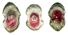1778125081153892.png f207432524dbec7bb35b8d6512d514bc.png